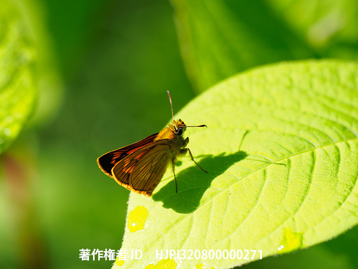 裏庭のヒメキマダラセセリ