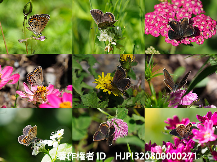 一匹のヒメシジミのメスを追いかけた。