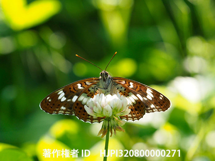 庭のアサマイチモンジ　Limenitis glorifica