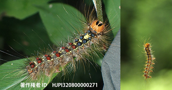 可愛いふりや、毒のあるふりをする困った毛虫