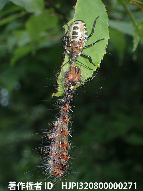 マイマイガの幼虫を食べるアオクチブトカメムシ