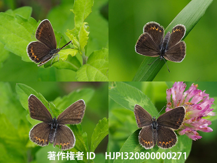 庭のヒメシジミのメスの変異