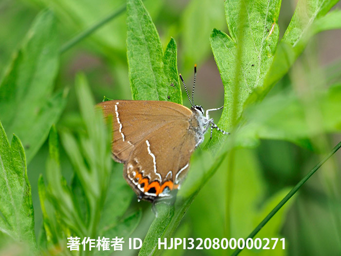 庭のカラスシジミ Strymonidia w-album