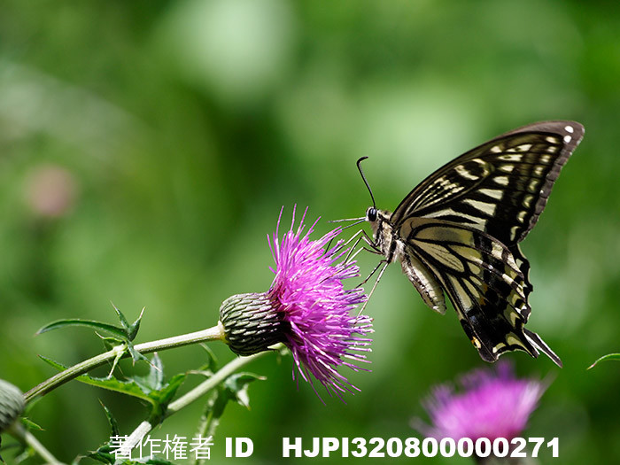 庭のアゲハチョウ