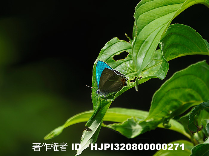 庭のエゾミドリシジミ