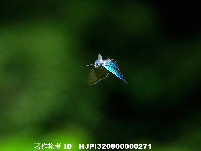 アトリエのジョウザンミドリシジミ　Favonius taxila