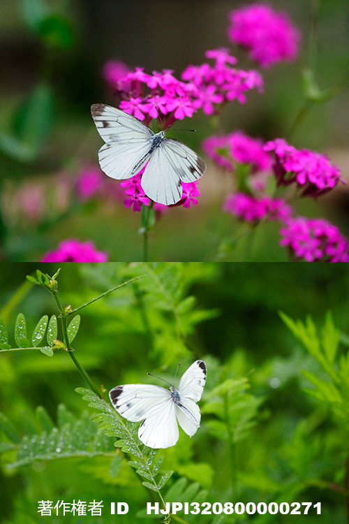 庭のスジグロシロチョウとヤマトスジグロシロチョウ