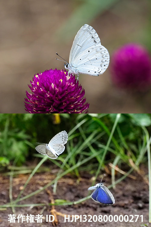 庭のルリシジミ　Celastrina argiolus