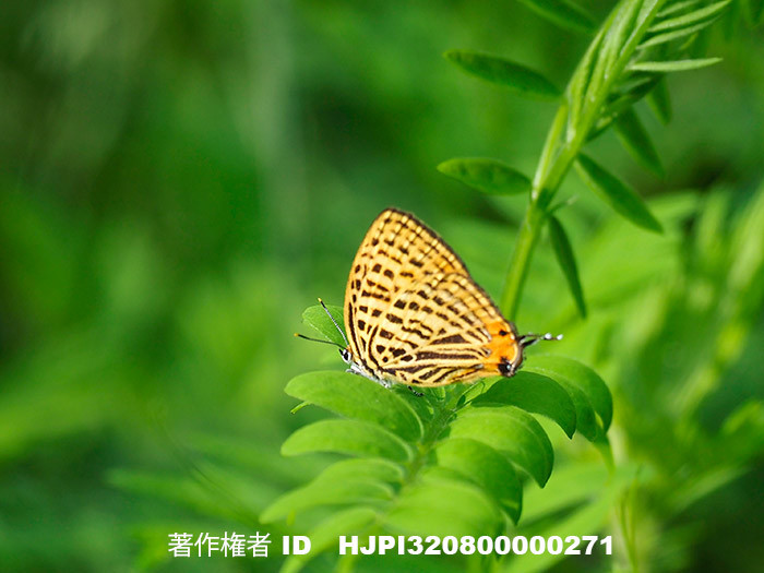 庭のウラナミアカシジミ　Japonica saepestriata