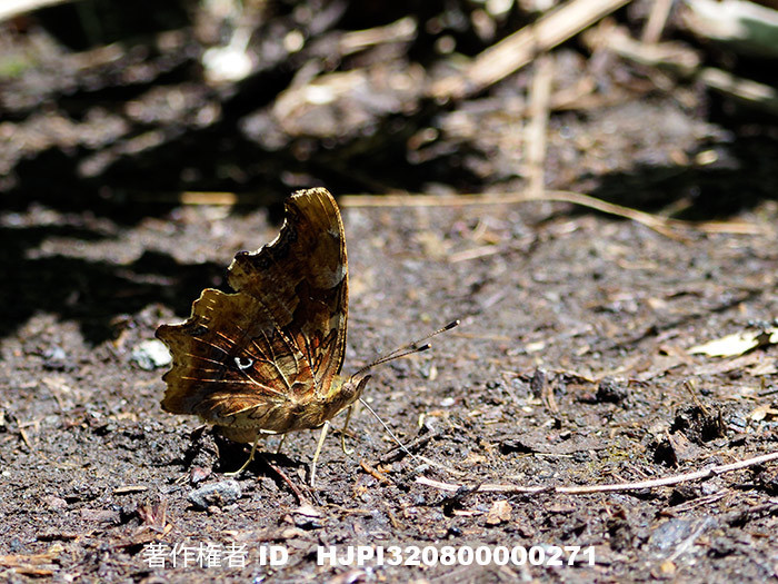 庭のシータテハ　Polygonia c-album