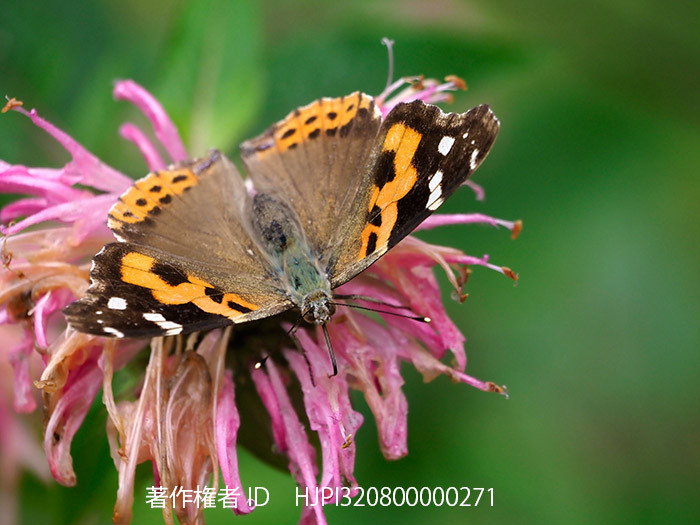 庭のアカタテハ