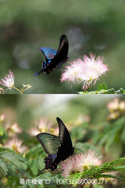 ネムの花のカラスアゲハのオスとメス
