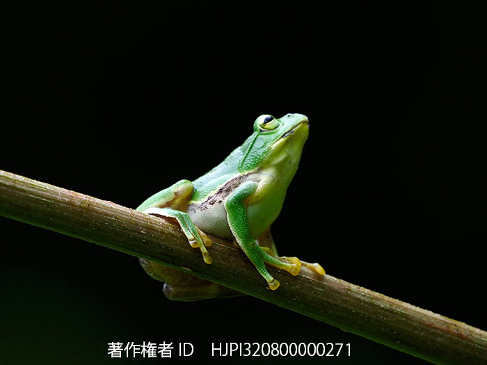 シュレーゲルアオガエルをM.Zuiko Digital ED 100-400mmで撮影