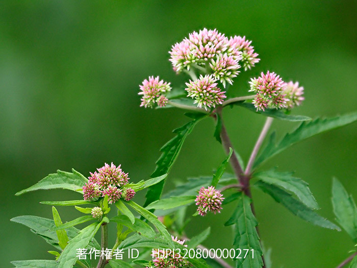 フジバカマのつぼみをM.Zuiko Digital ED 100-400mmの深度合成で