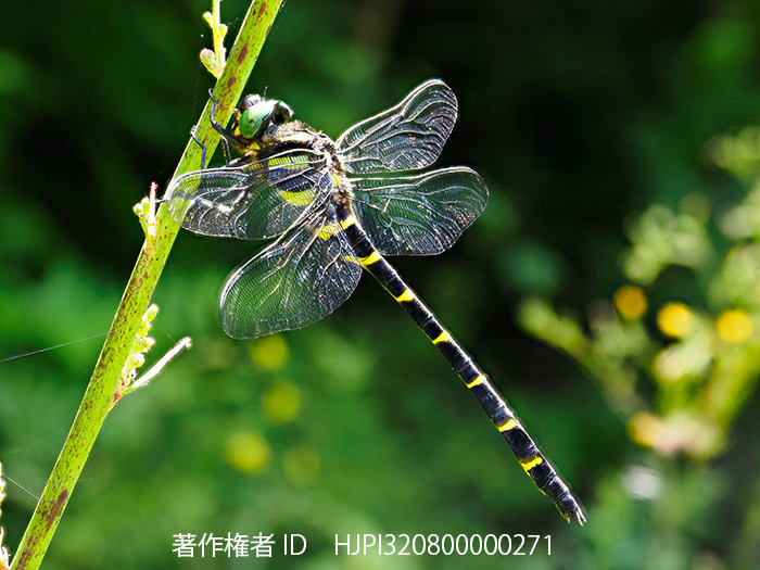 庭のオニヤンマ