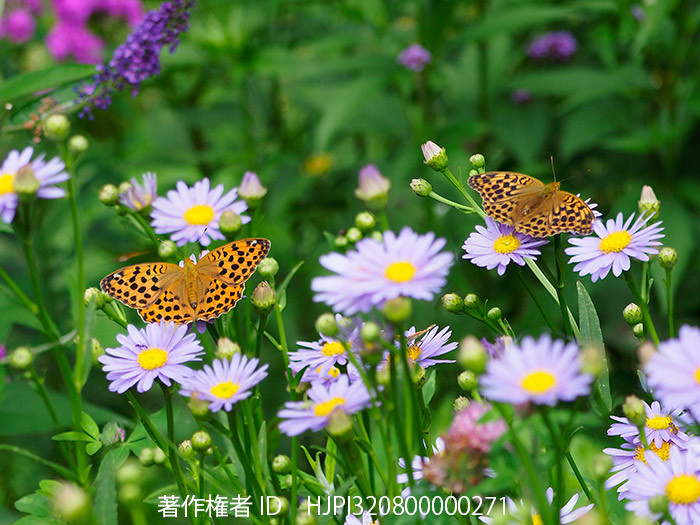 庭のウラギンスジヒョウモンとオオウラギンスジヒョウモンを深度合成で