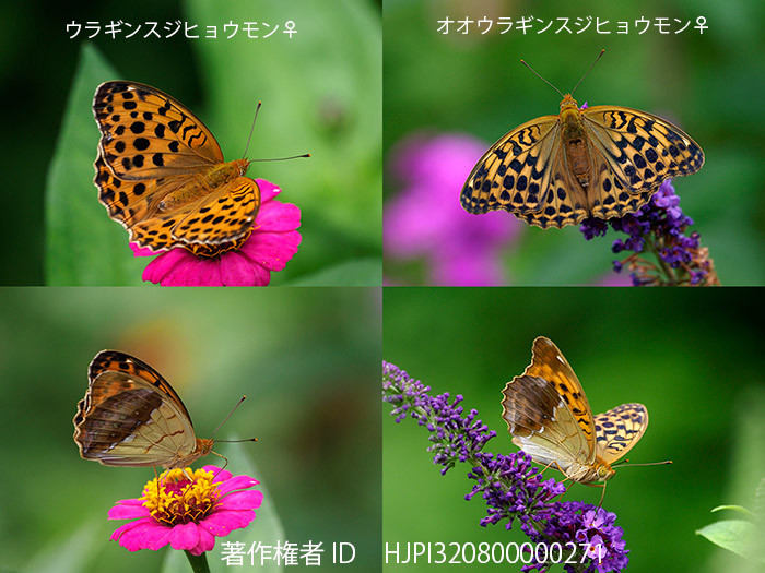 ウラギンスジヒョウモンとオオウラギンスジヒョウモン♀の見分け方