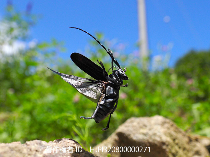 庭のゴマダラカミキリの飛翔
