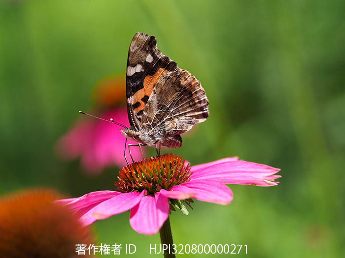 庭のエキナセアにアカタテハ