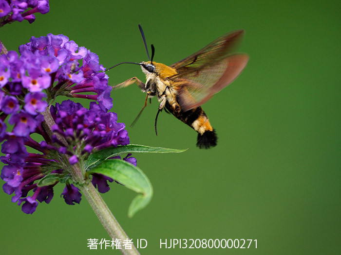 庭のブッドレアにクロスキバホウジャク（M.Zuiko Digital ED100−400）