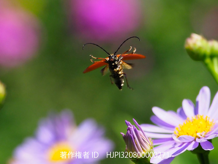 庭のアカハナカミキリの飛翔　