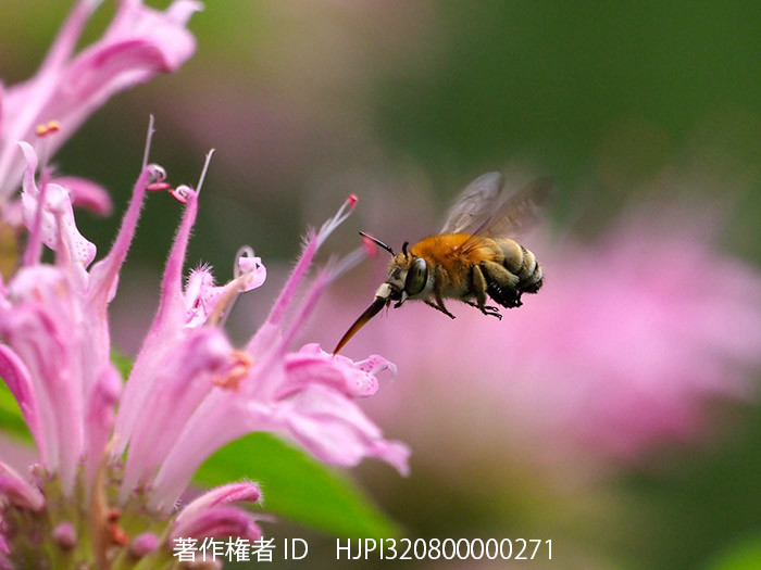 庭のコシブトハナバチをM.Zuiko Digital ED 100-400mmで
