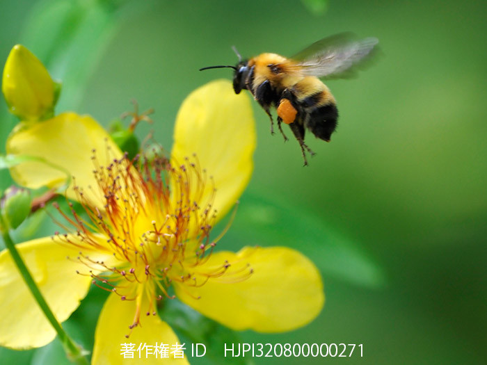 セイヨウキンシバイ(ヒペリクム・カリキヌム)にマルハナバチ
