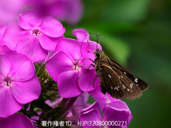 庭にミヤマチャバネセセリの夏型が現れた