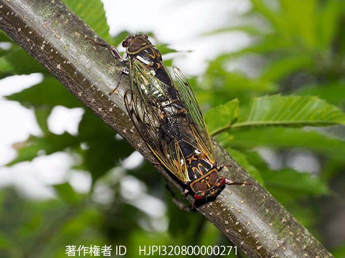 庭のエゾゼミの交尾