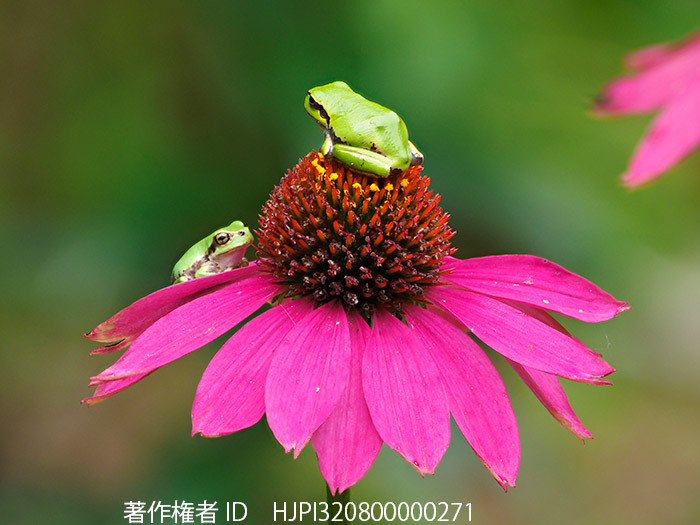 エキナセアの花にアマガエル