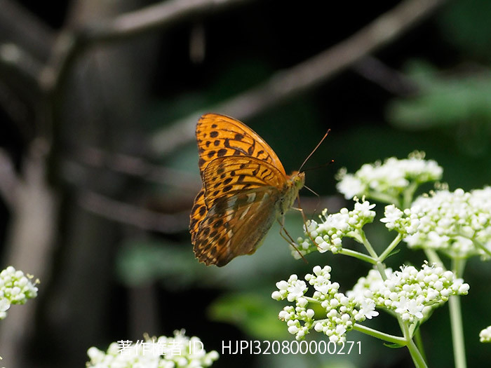 ミドリヒョウモンが再び活動を始めた