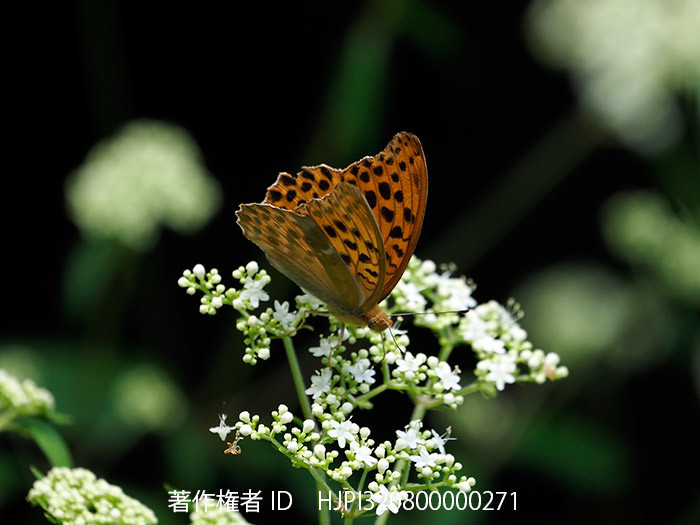 クモガタヒョウモンも活動をはじめた