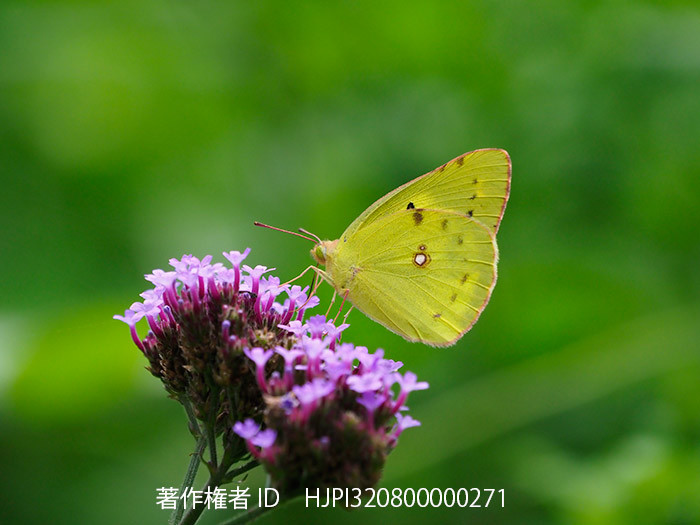 サンジャクバーベナにモンキチョウ