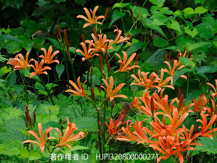 キツネノカミソリ