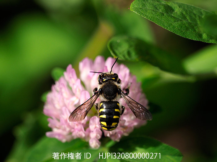 トモンハナバチ