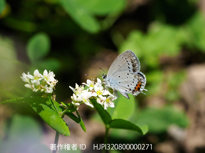 ソバの花にツバメシジミ