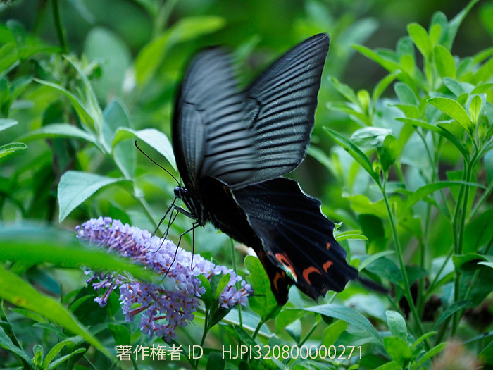 クロアゲハが出迎えてくれた