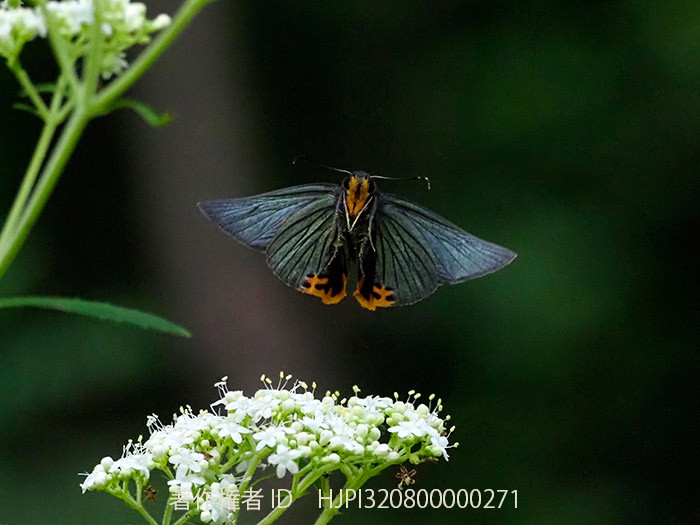 庭のアオバセセリの飛翔