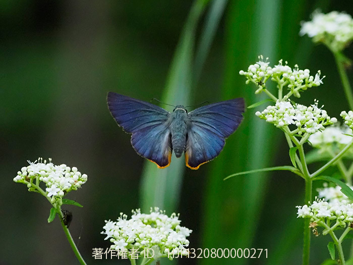 昨日もアオバセセリがやってきた