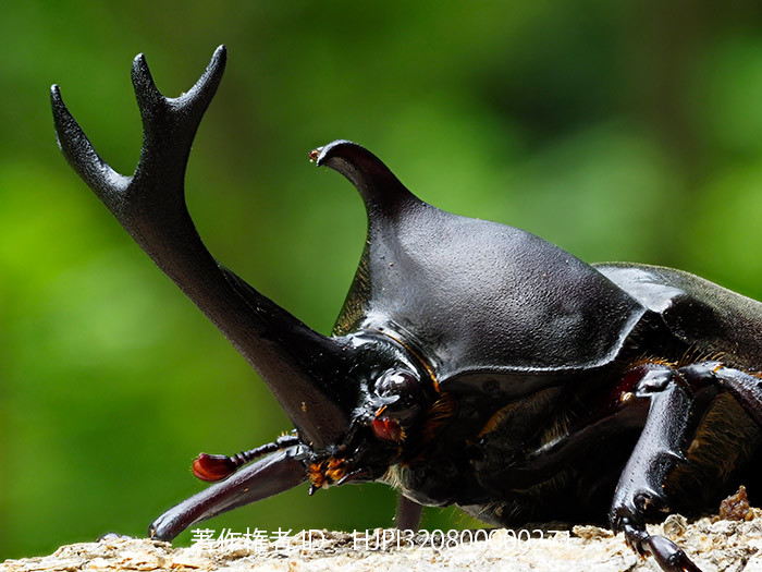 ベランダのカブトムシを深度合成で