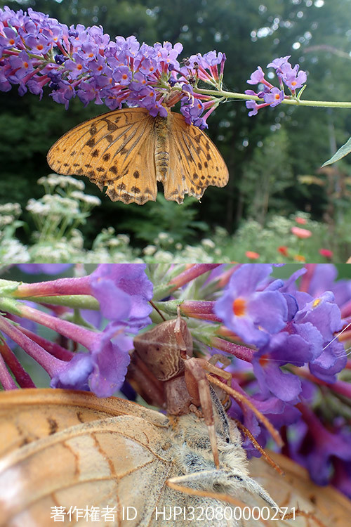 ガザミグモに捉えられたメスグロヒョウモン