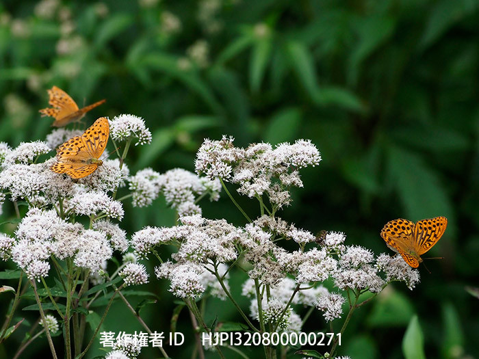 フジバカマの仲間の花にヒョウモンチョウ類がたくさん