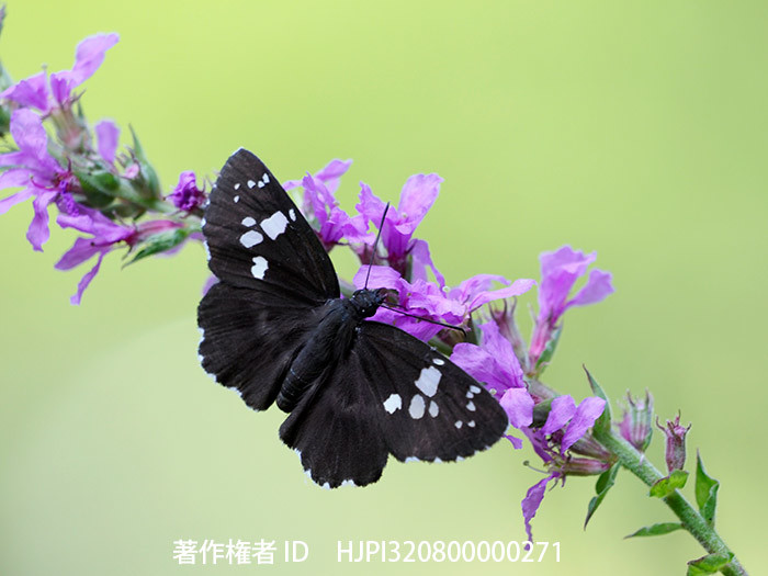 庭のミソハギにダイミョウセセリ