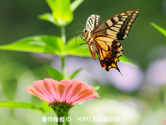 庭のキアゲハが元気だ