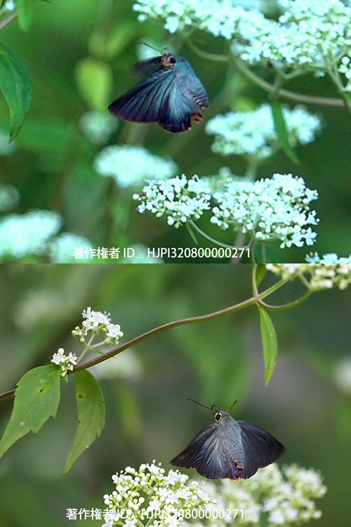 アオバセセリの飛翔をスロービデオで撮る