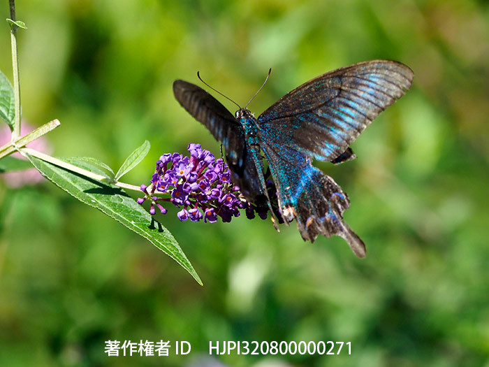 庭のブッドレアにぼろぼろのミヤマカラスアアゲハ