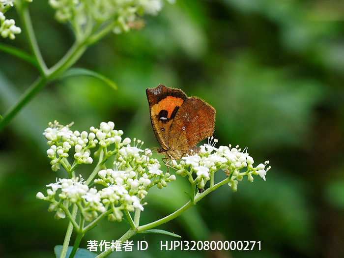 庭のオトコエシにイカリモンガ