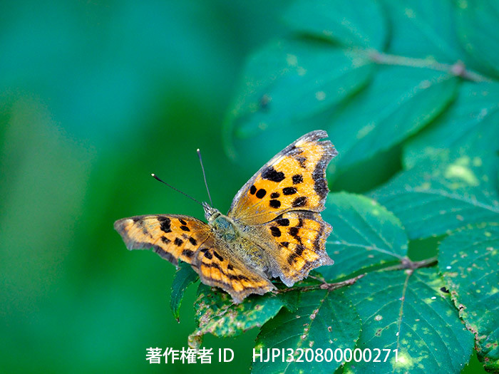 庭のシータテハ