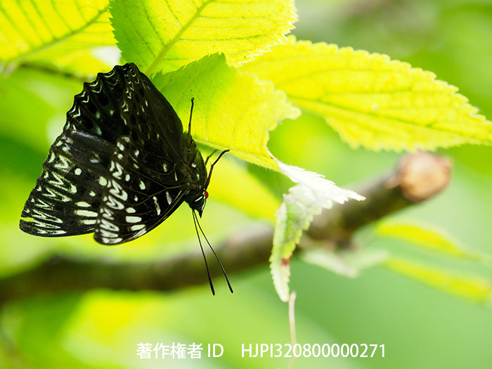 再びスミナガシがやってきた