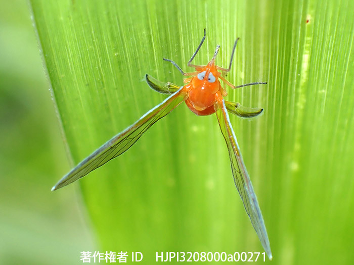 庭のアカハネナガウンカ